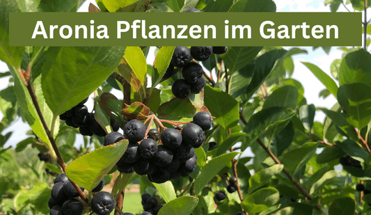 Aroniapflanzen im Garten - Flora Boost