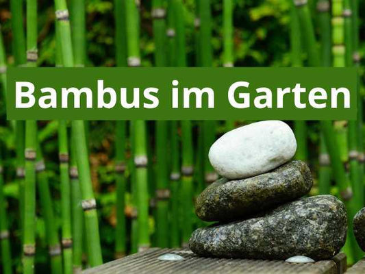 Bambus Pflanzen im Garten - Flora Boost