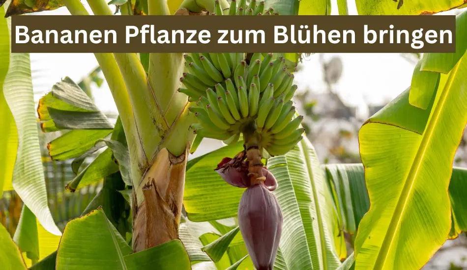 Bananenpflanzen zum Blhen bringen Anleitung  Flora Boost