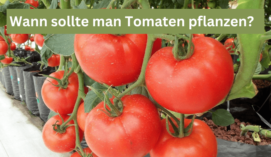 In welchem Monat kann man Tomaten Pflanzen? Flora Boost