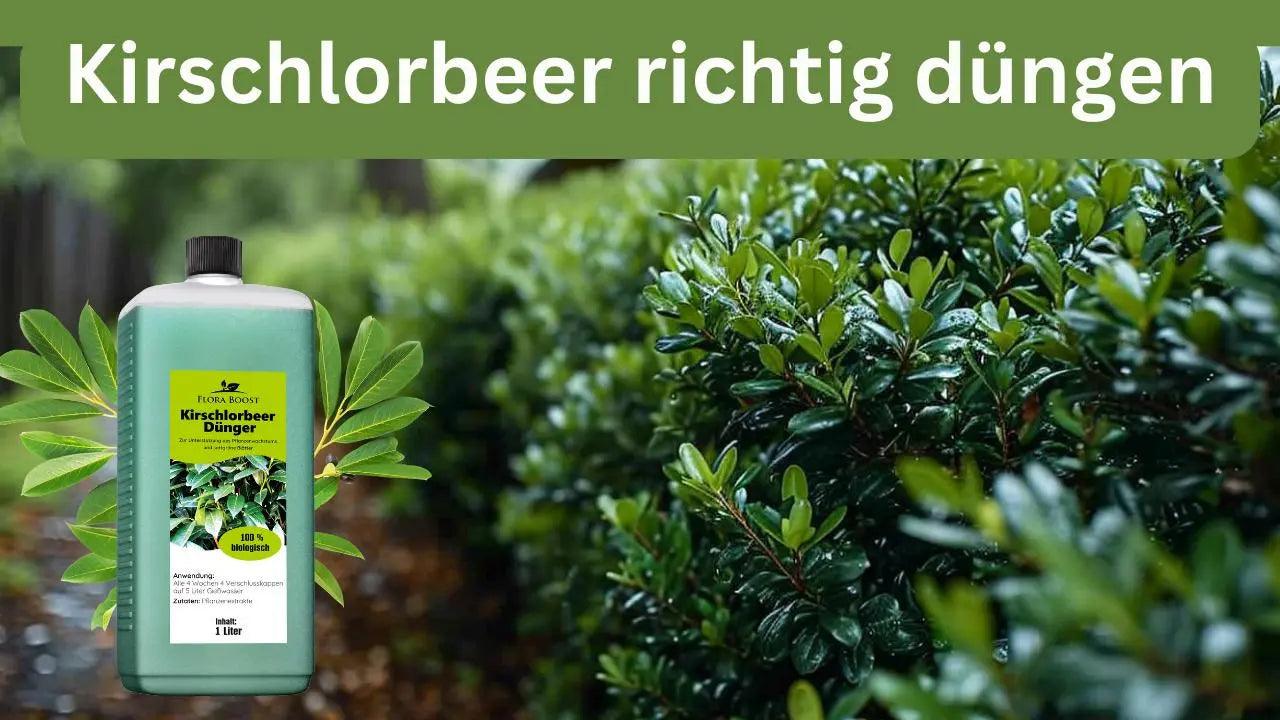 Kirschlorbeer richtig dngen  Flora Boost