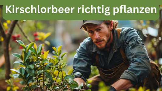 Kirschlorbeer richtig pflanzen - Flora Boost