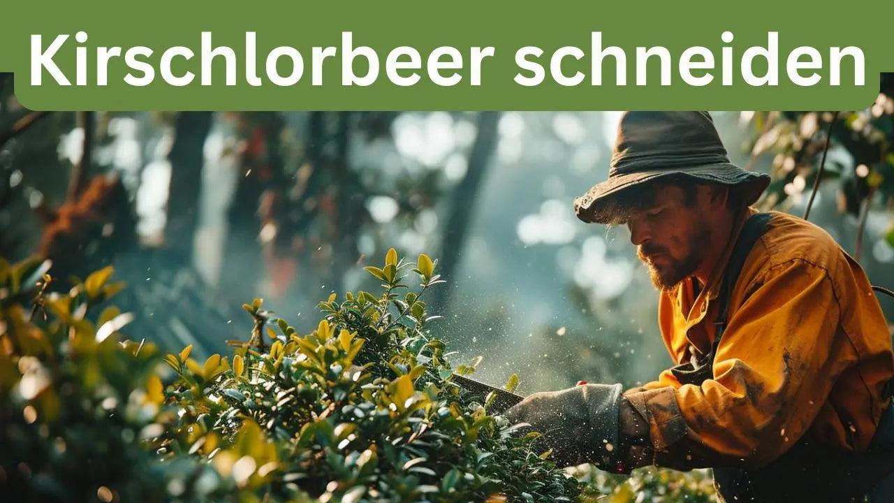 Kirschlorbeer schneiden Kirschlorbeer-Hecke formen  Flora Boost
