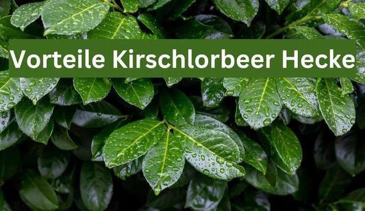 Welche Vorteile hat eine Hecke aus Kirschlorbeer? - Flora Boost