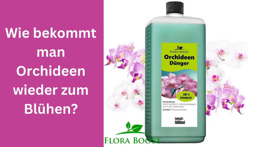 Wie bekommt man Orchideen wieder zum Blühen? - Flora Boost