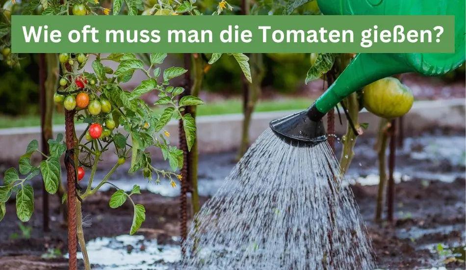 Wie oft muss man die Tomaten gieen?  Flora Boost