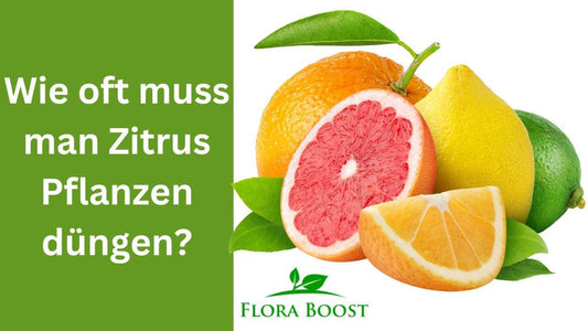 Wie oft muss man Zitruspflanzen düngen? - Flora Boost