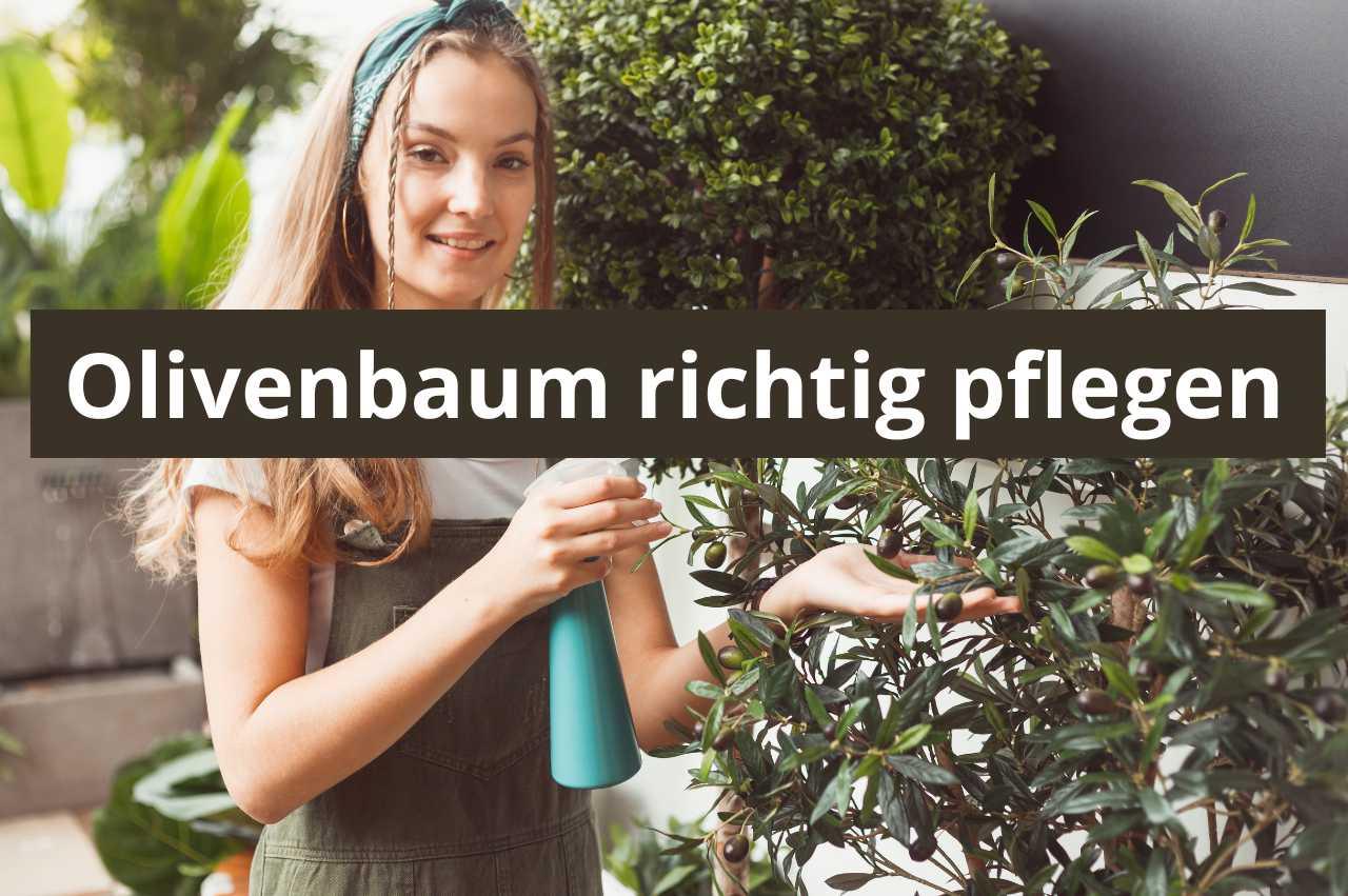 Olivenbaum Pflege Tipps: So pflegen Sie Ihren Olivenbaum richtig  Flora  Boost