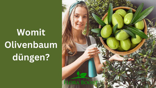 Womit Olivenbaum düngen? - Flora Boost