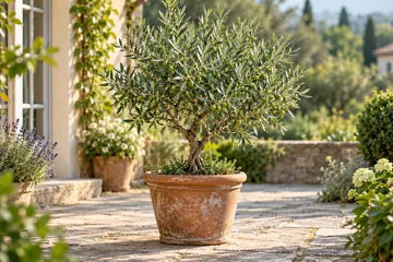 Olivenbaum in einem Terrakottakübel auf einer Terrasse