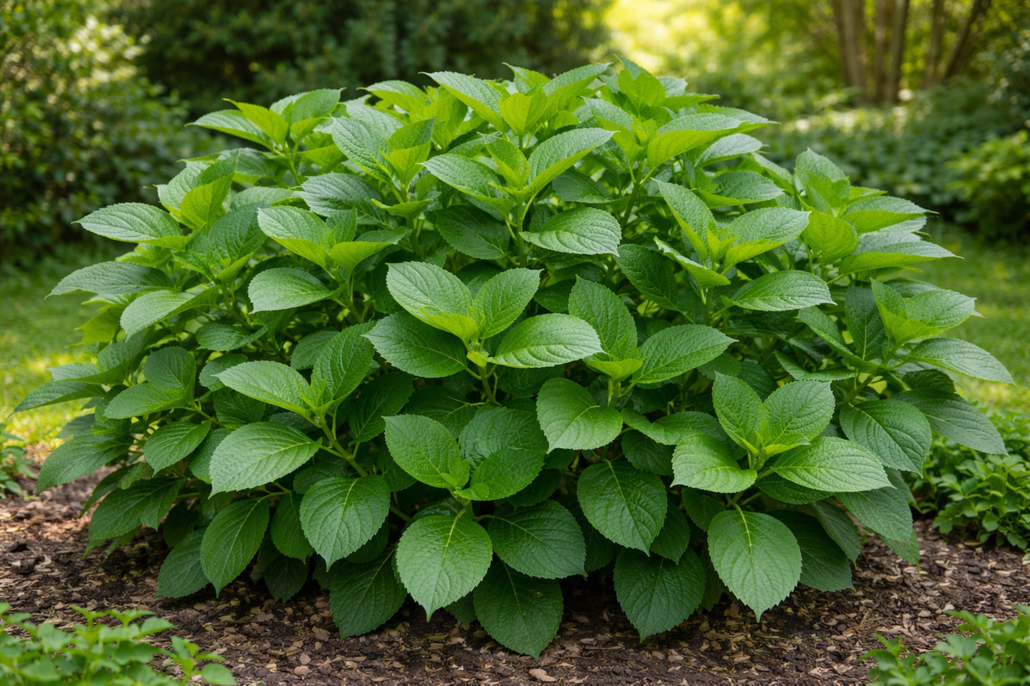 Hortensien Dünger mit Langzeitwirkung | Flora Boost PRO NPK 8-5-5