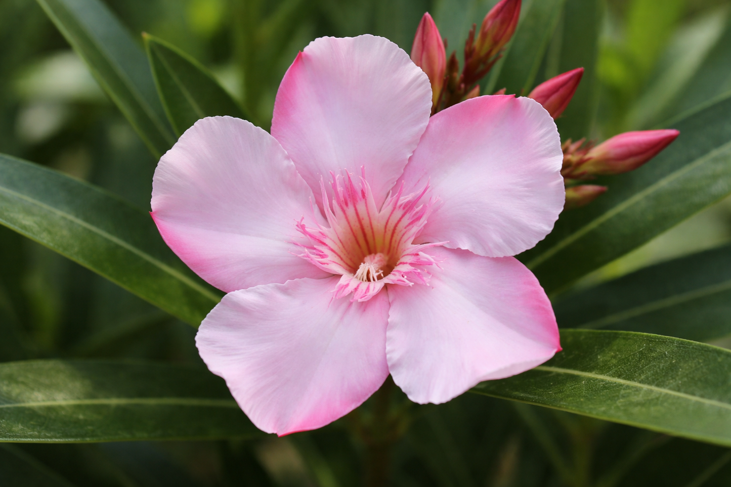 Oleander Dünger Flora Boost PRO | Gartendünger NPK 8-3-6 (+2 Mg)
