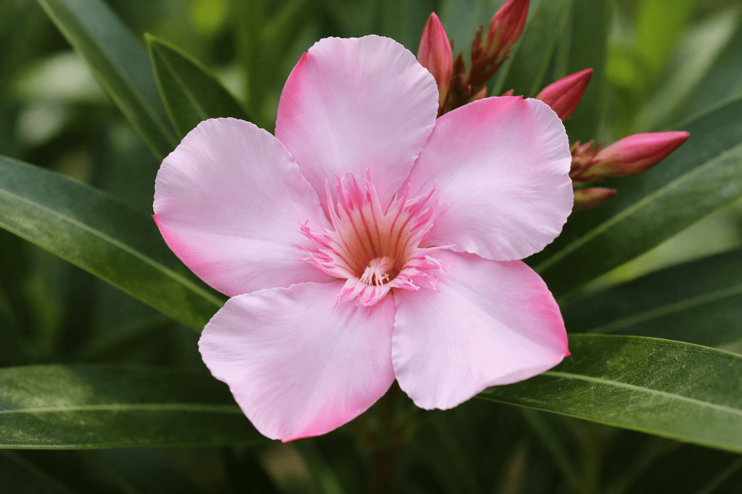 Oleander Dünger Flora Boost PRO | Gartendünger NPK 8 - 3 - 6 (+2 Mg) Gartendünger - Flora Boost