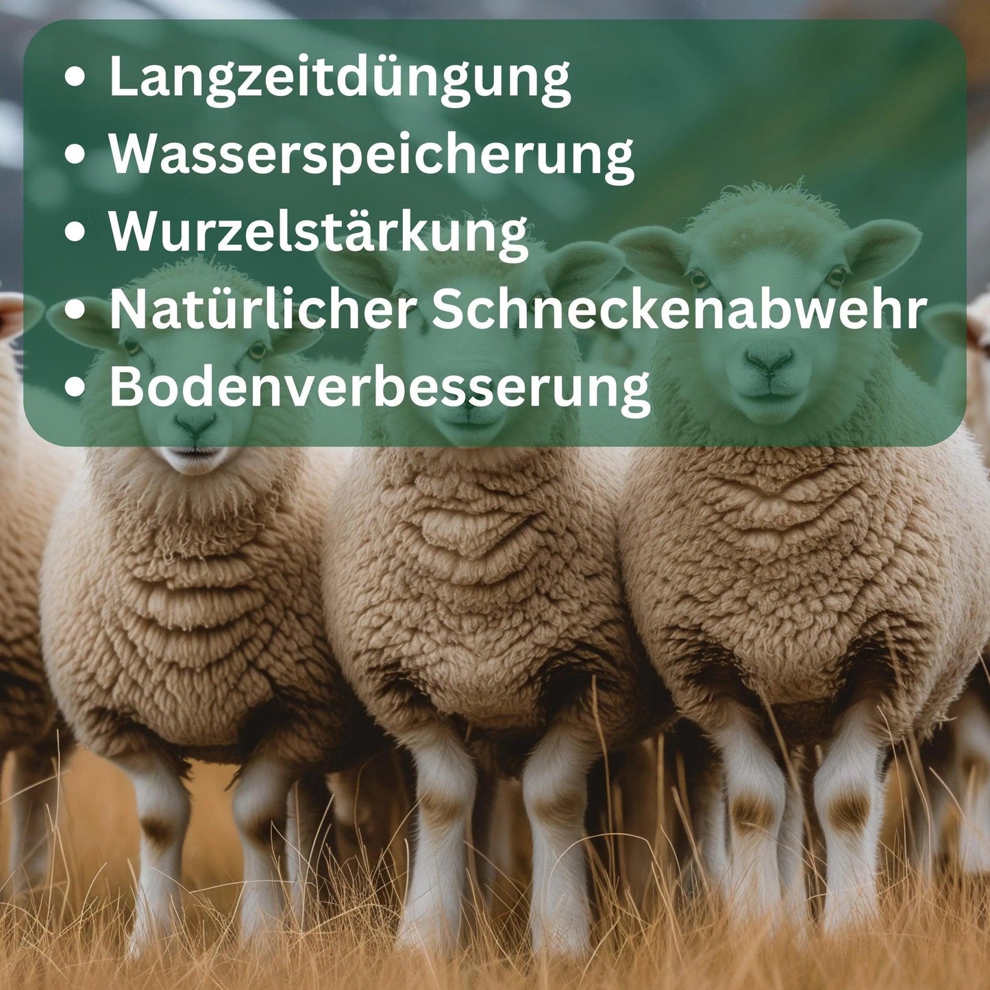 Schafwoll Dünger Pellets von Flora Boost - Flora Boost