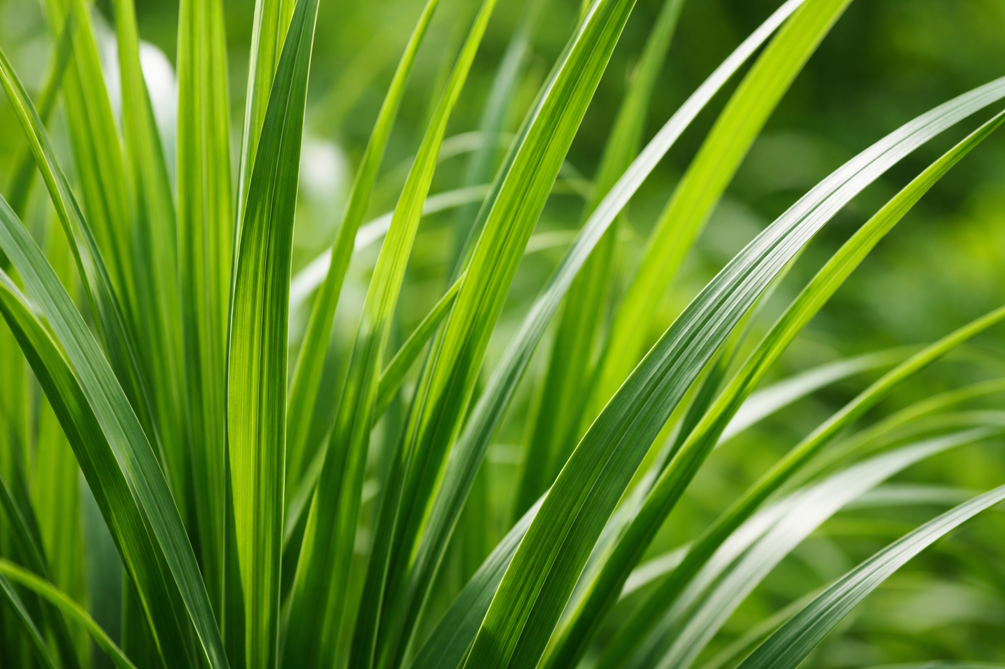 Ziergras Dünger Flora Boost PRO | Gartendünger NPK 9-4-5 (+2 Mg)