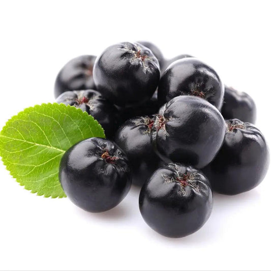 Aronia Pflanzen Aroniabeeren Strauch Sorte Nero - Flora Boost