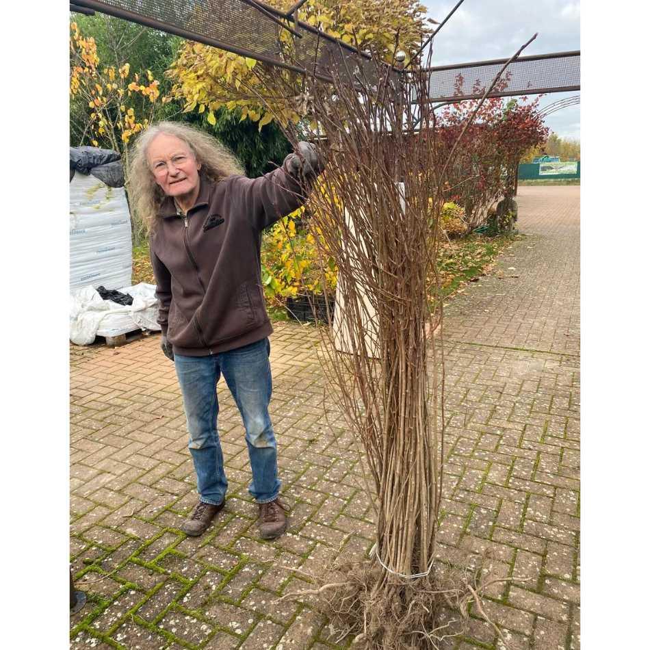 Aronia Pflanzen Bio wurzelnackt 120cm - Flora Boost
