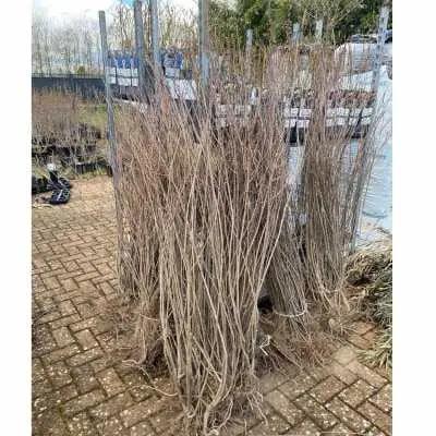 Aronia Pflanzen Bio wurzelnackt 120cm - Flora Boost