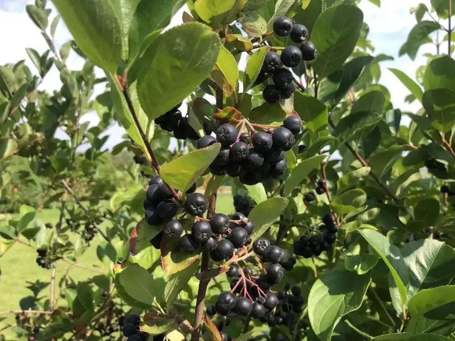 Aronia Pflanzen Bio wurzelnackt 120cm - Flora Boost