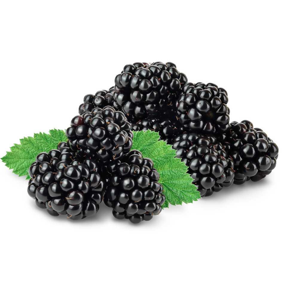 Brombeer Pflanzen Black Satin - Flora Boost