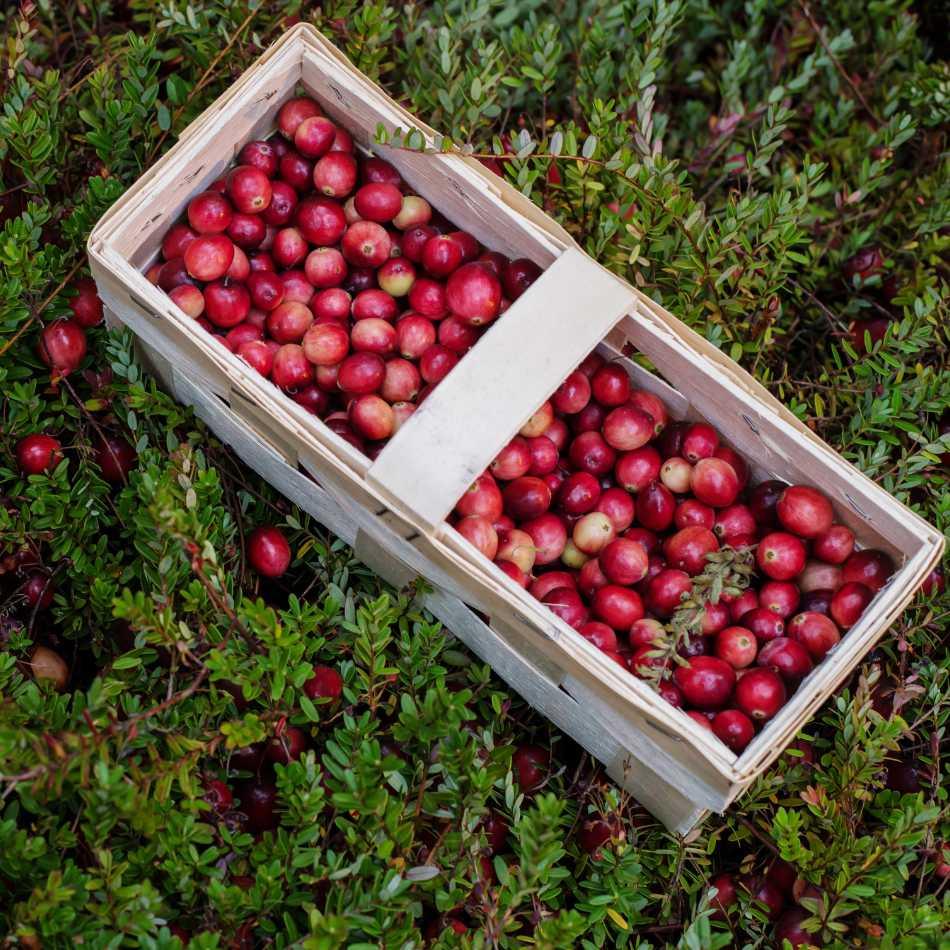 Cranberry Pflanzen ertragreichste Sorte - Flora Boost