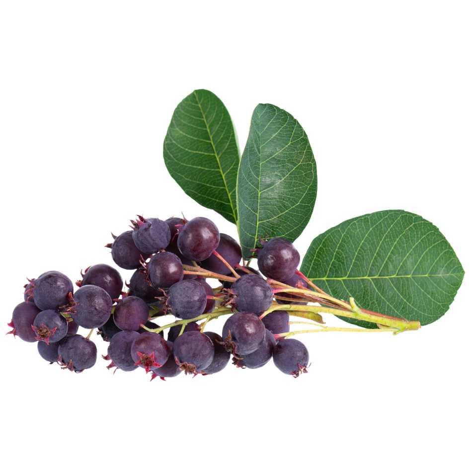 Felsenbirne Amelanchier - Flora Boost