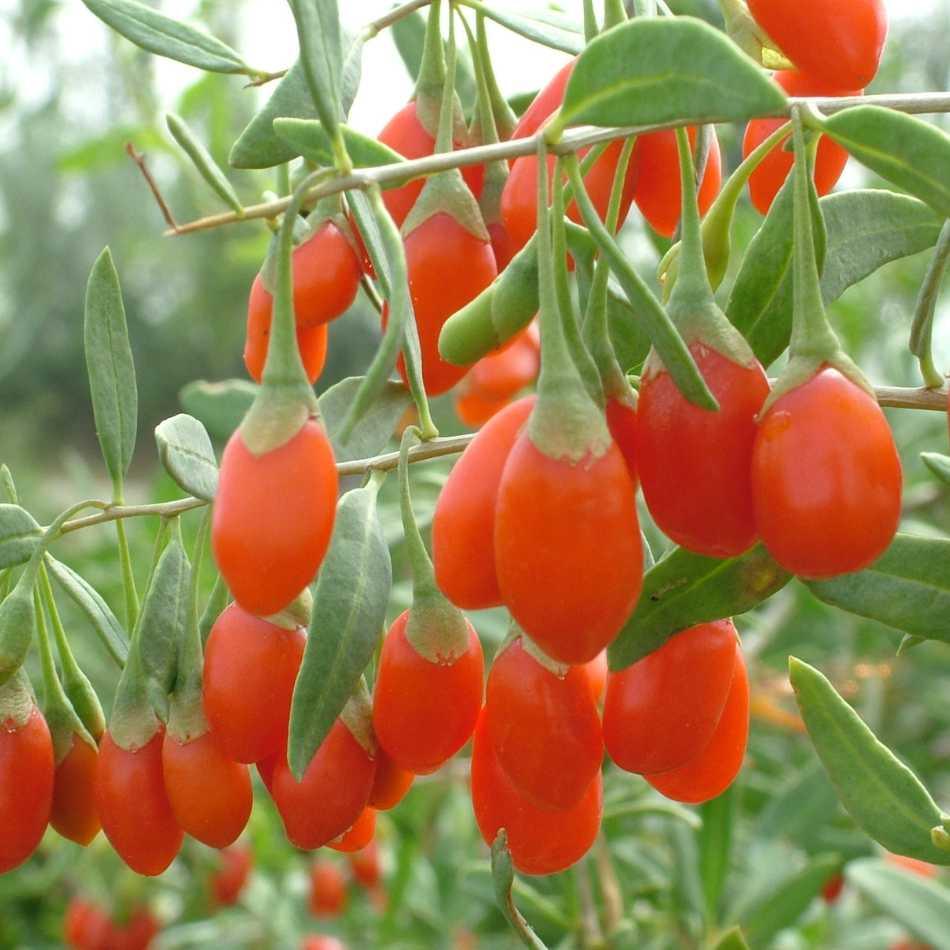 Goji Beeren Pflanze NQ1 die original Plantagensorte - Flora Boost