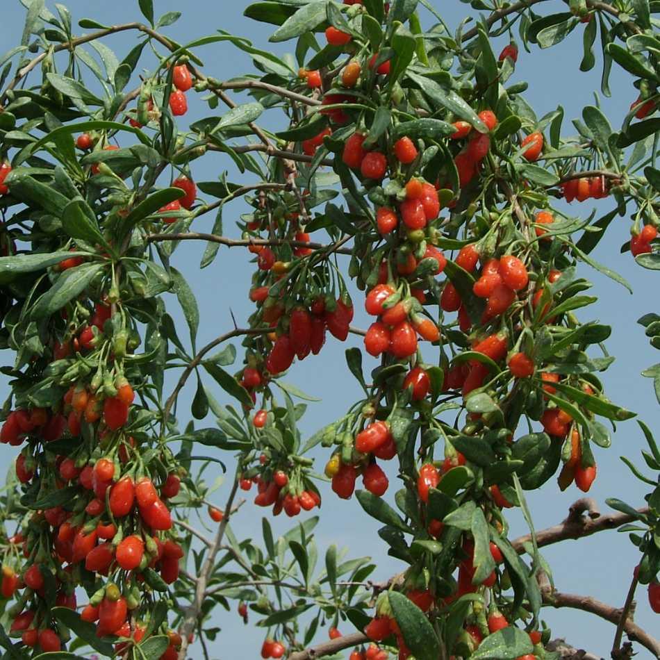 Goji Beeren Pflanze NQ1 die original Plantagensorte - Flora Boost