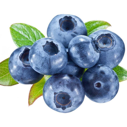 Heidelbeer Blaubeer Pflanzen von Flora Boost - Flora Boost