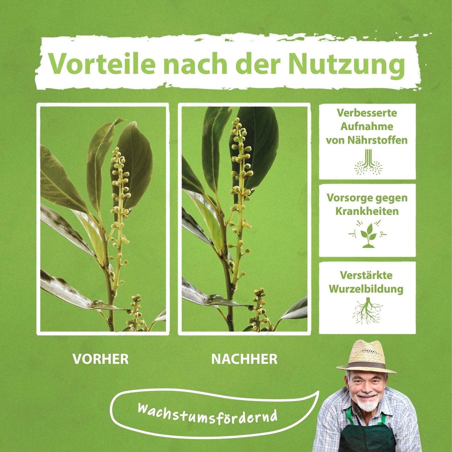 Kirschlorbeer Dünger Flüssigdünger von Flora Boost - Flora Boost