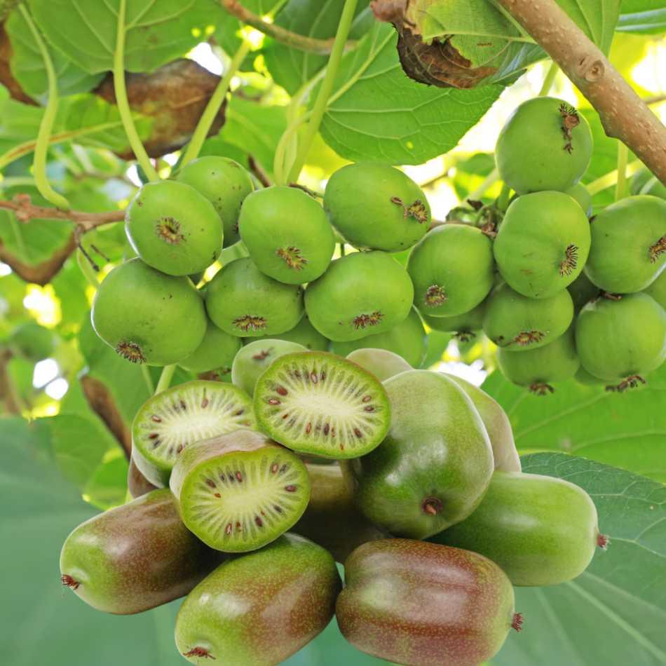 Kiwi Kiwibeere Mini-Kiwi Actinidia Issai - Flora Boost