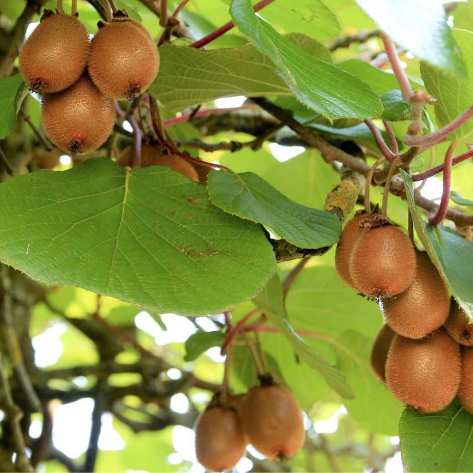 Kiwi Pflanze winterharte große Früchte - Flora Boost