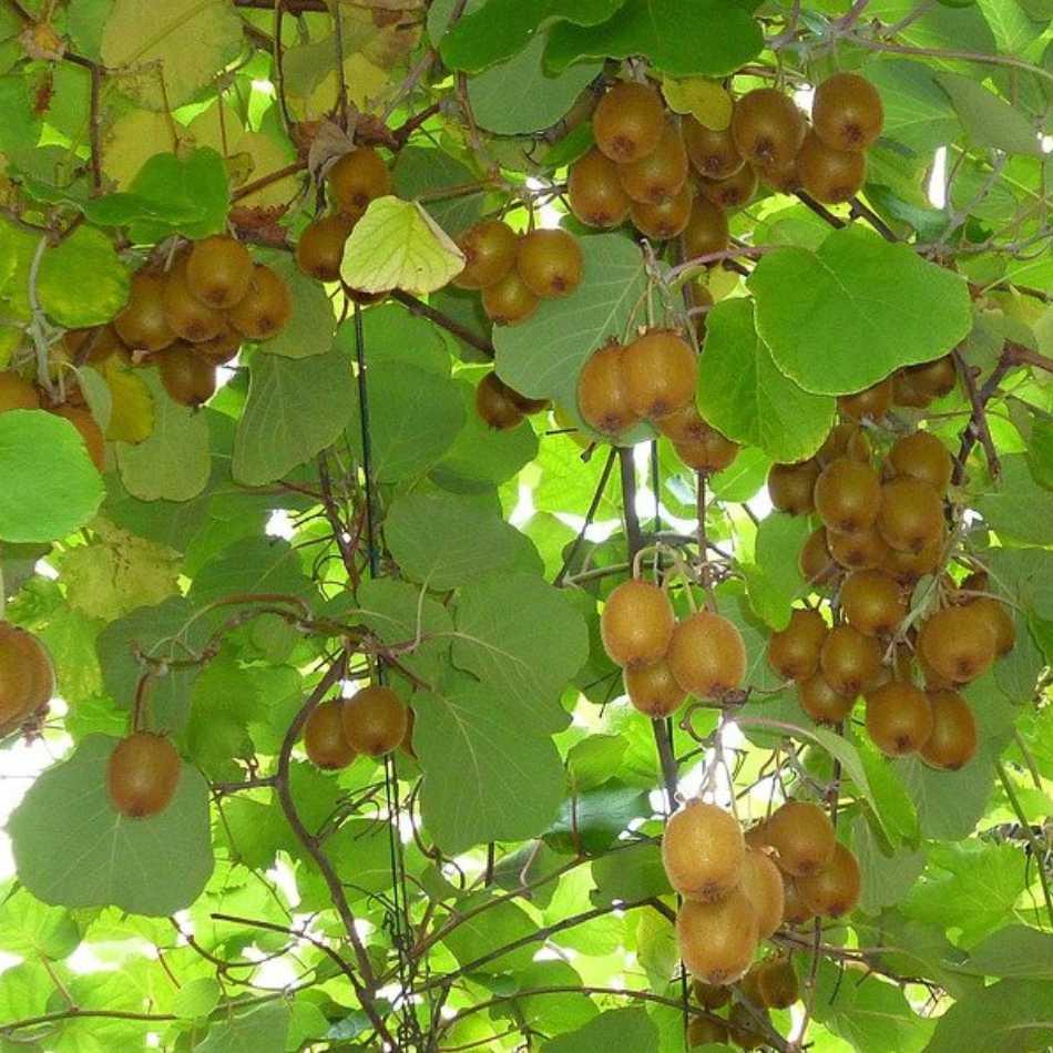 Kiwi Pflanze winterharte große Früchte - Flora Boost