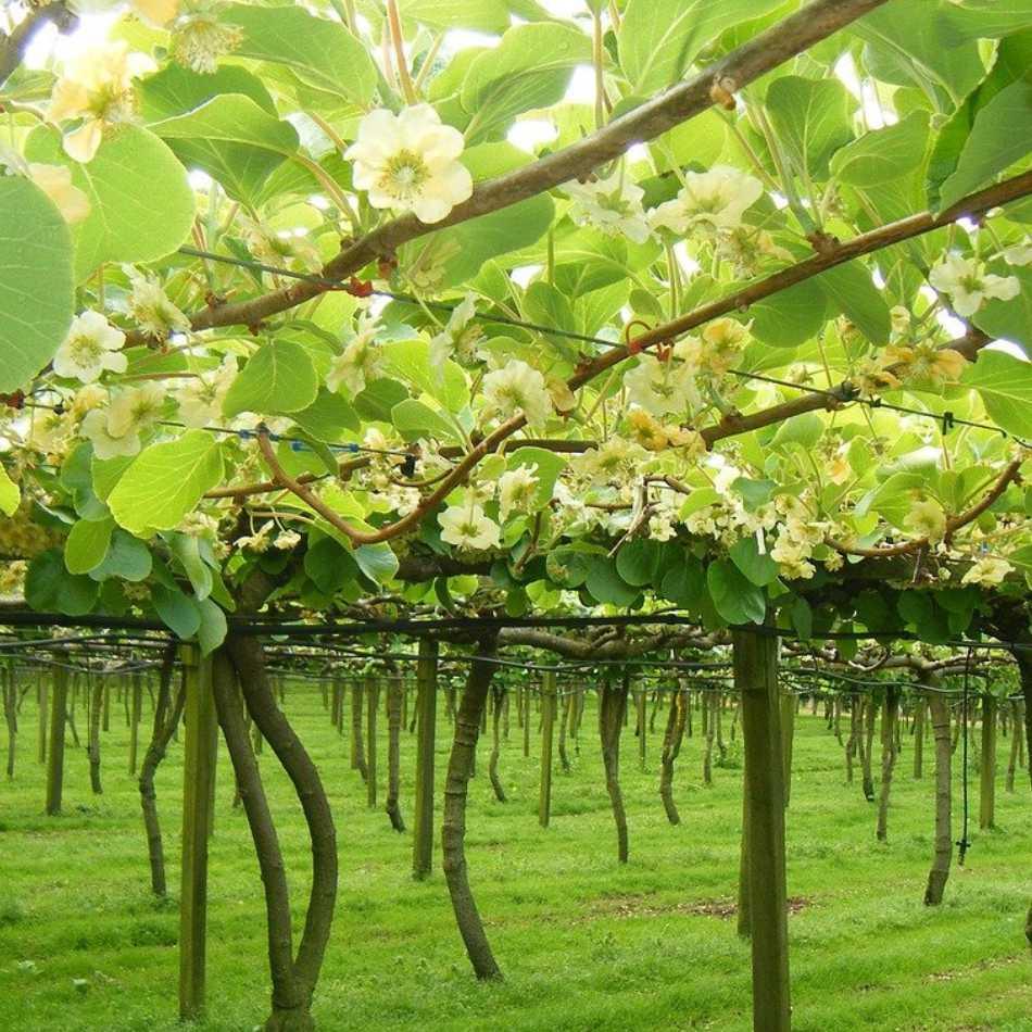 Kiwi Pflanze winterharte große Früchte - Flora Boost