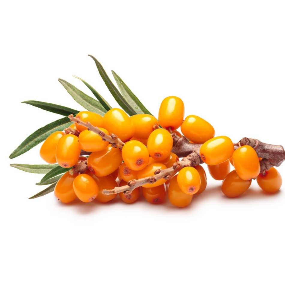 Sanddorn Pflanze selbstfruchtend - Flora Boost