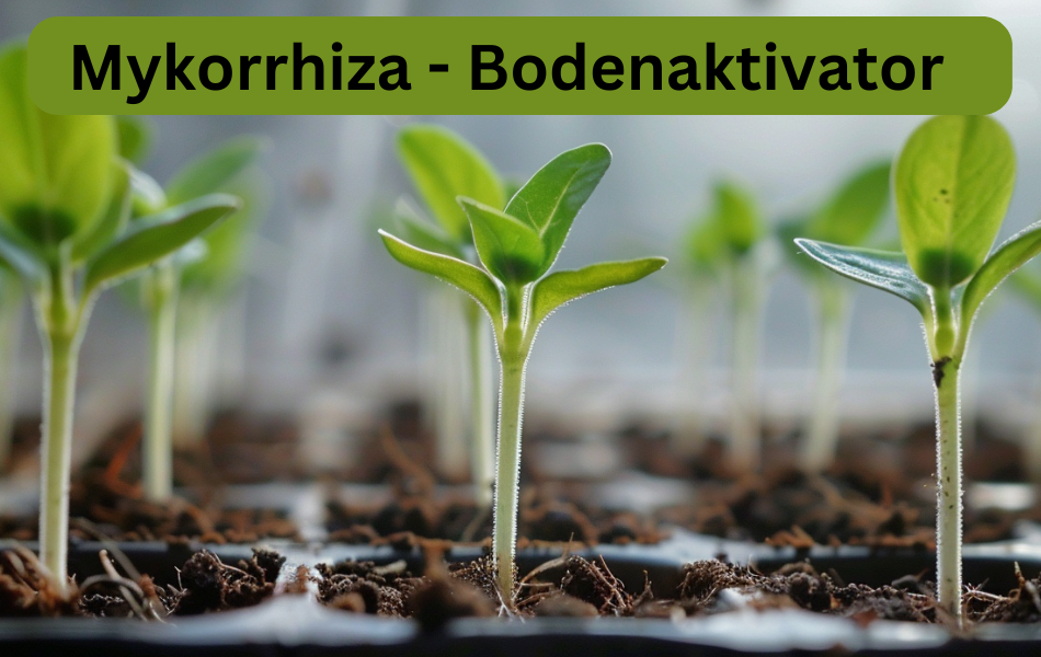 Mykorrhiza Bioaktivator