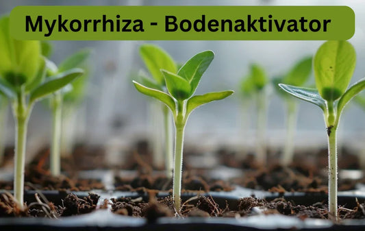 Mykorrhiza Bioaktivator