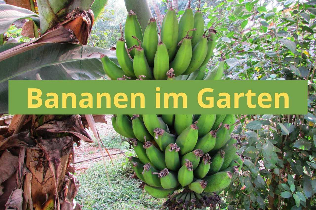 Bananen Pflanzen im Garten - Flora Boost