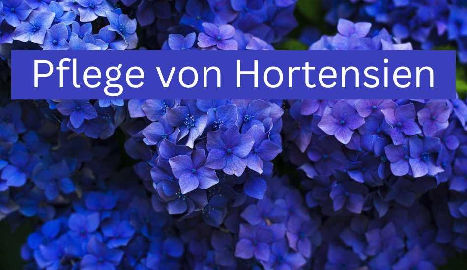 Die richtige Pflege von Hortensien - Flora Boost