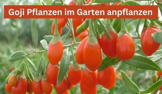Goji Pflanzen im Garten anpflanzen - Flora Boost