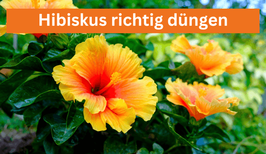 Hibiskus richtig düngen - Flora Boost