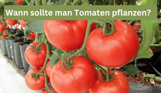 In welchem Monat kann man Tomaten Pflanzen? - Flora Boost