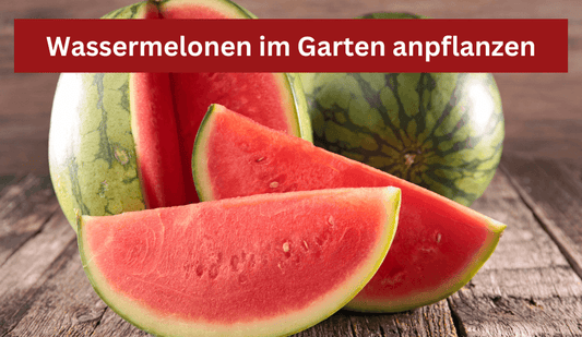 Kann man Wassermelonen im Garten anbauen? - Flora Boost
