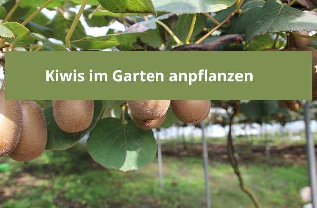 Kiwis im Garten anpflanzen - Flora Boost