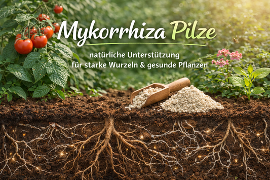 Mykorrhiza Pilze – natürliche Unterstützung für starke Wurzeln und gesunde Pflanzen