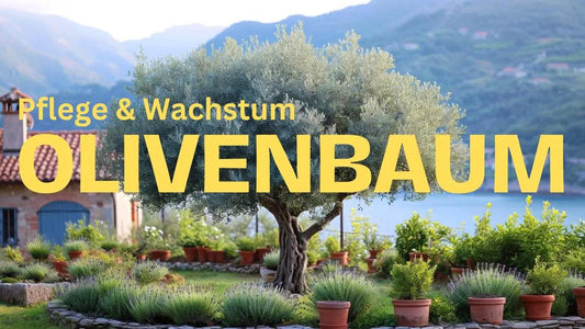 Olivenbaum Pflege von Blatt bis Wurzel Rundumpflege - Flora Boost