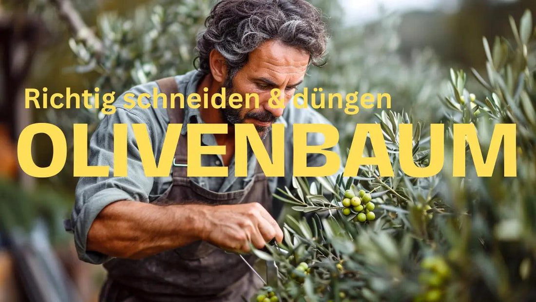 Olivenbaum richtig schneiden und düngen - Flora Boost