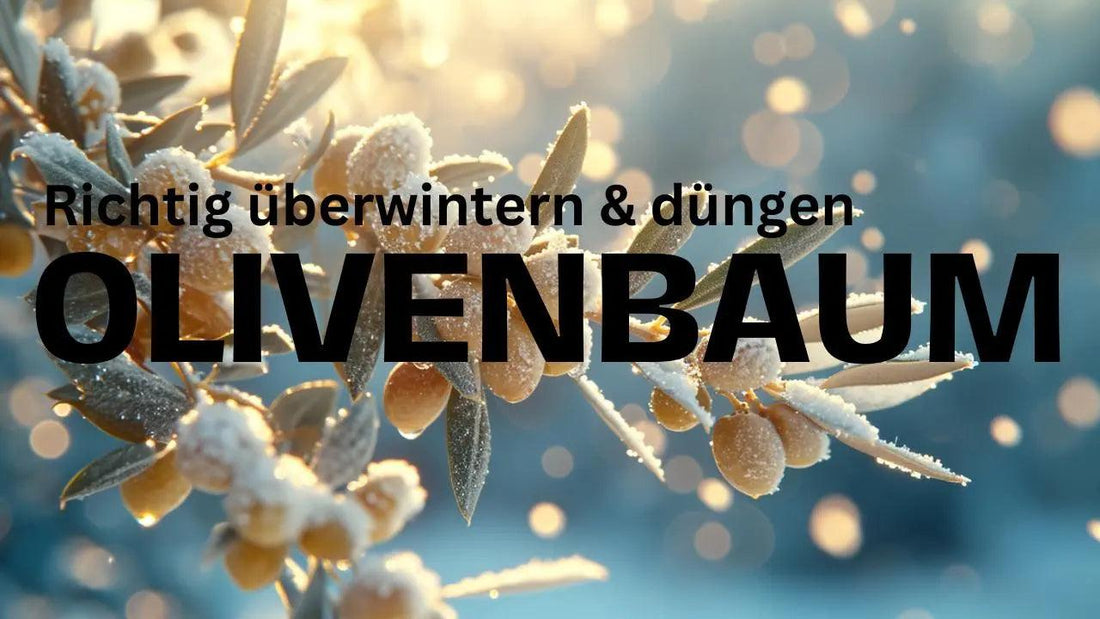 Olivenbäume erfolgreich überwintern - Flora Boost