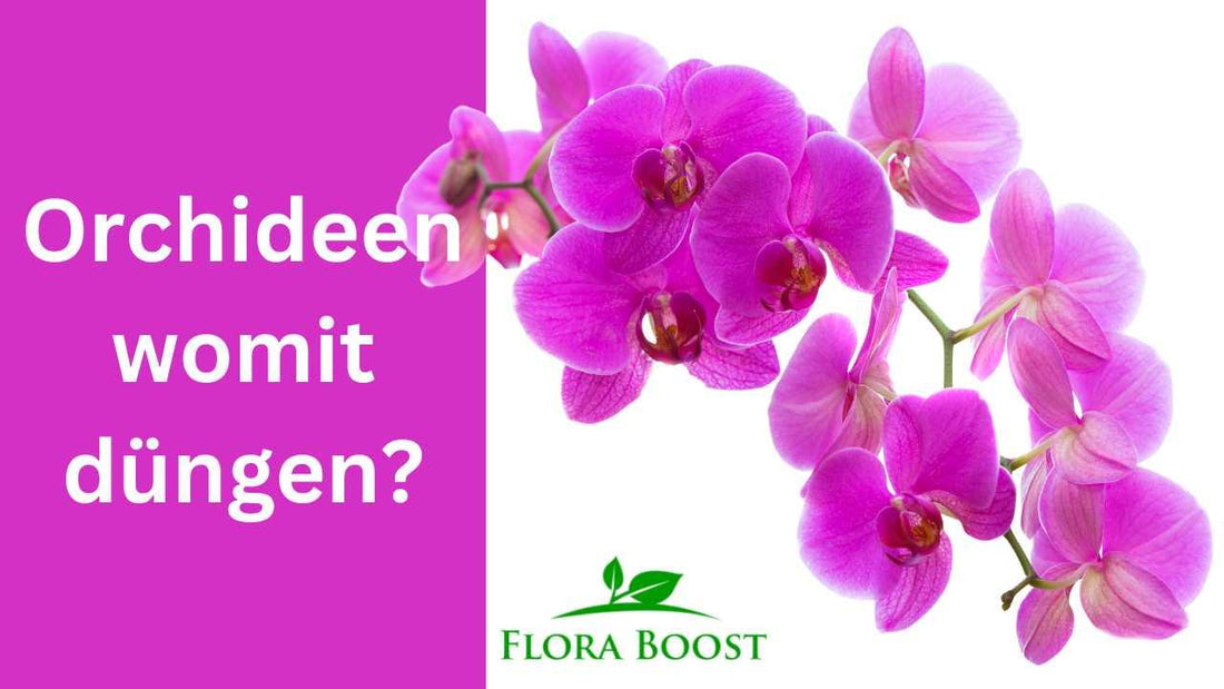 Orchideen womit düngen? - Flora Boost