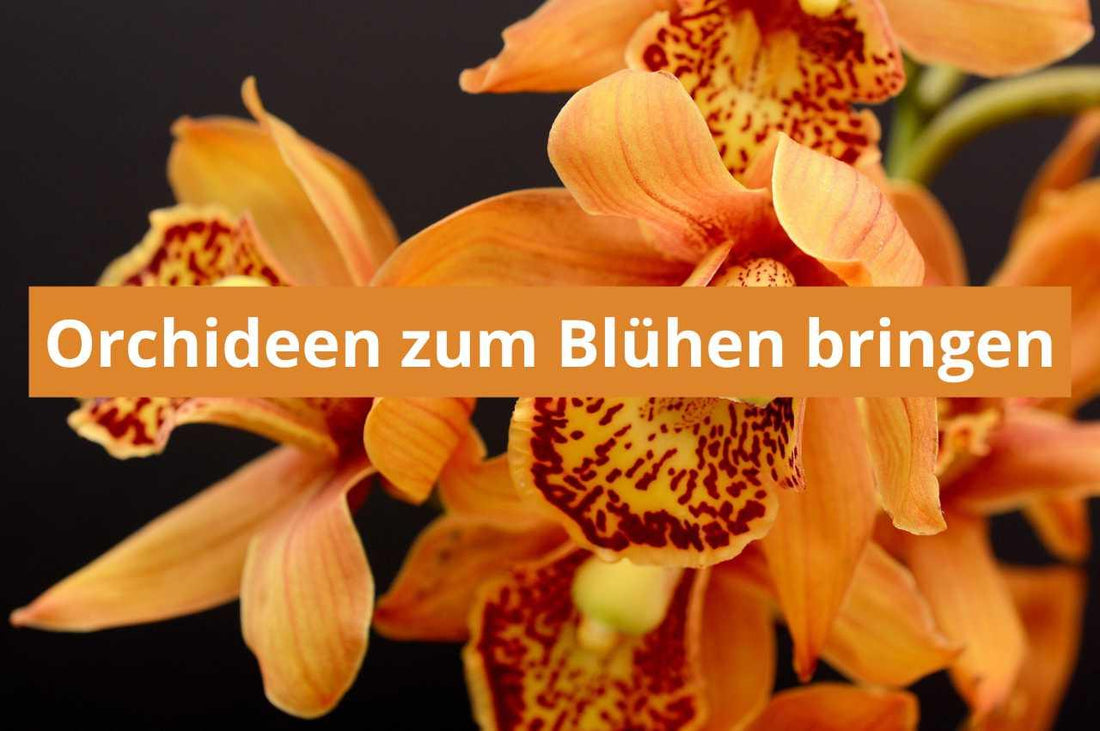 Orchideen zum Blühen bringen - Flora Boost